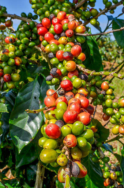 istock Green and red Arabica coffee berries 483292829