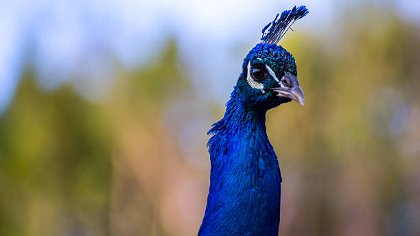Peacock Head stock photo