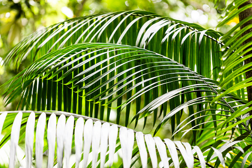 Plants in Amazon Forest, Brazil