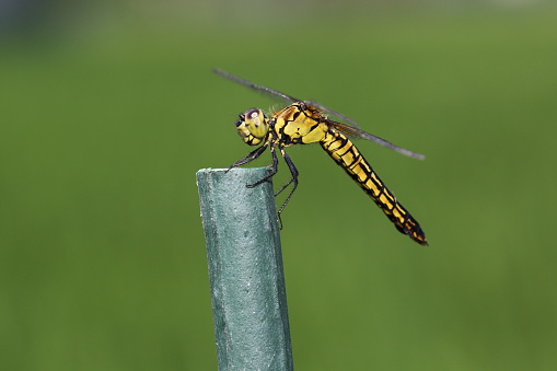 Pictured common skimmer on a pole.