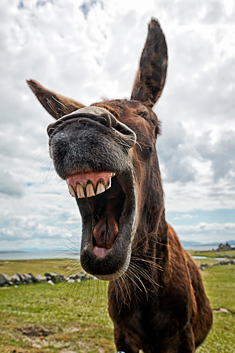An Irish donkey looks as though he is laughing.