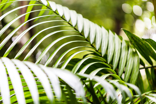 Close up view of Parlor palm plant (Chamaedorea elegans Mart - Araceae) background. Beautiful plant wallpaper.