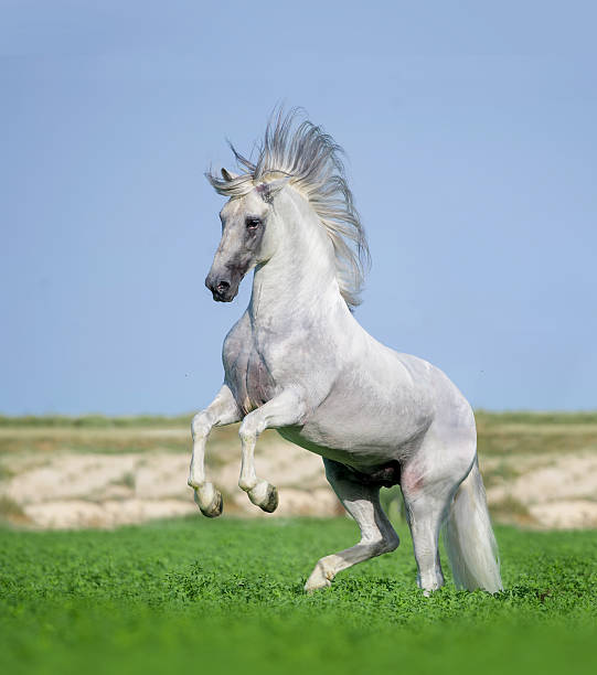 istock outstanding PRE stallion rearing in green field 483293810