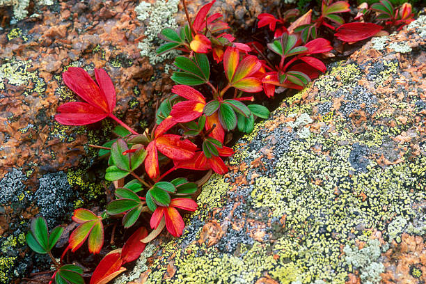Red and Green autumn leaves close up. Three-toothed Cinquefoil (Sibbaldiopsis tridentata) in lichen covered granite. 