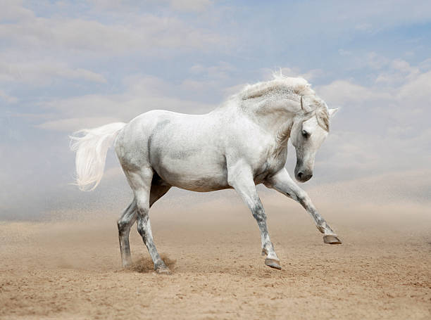 istock gray Andalusian horse in desert 483295982