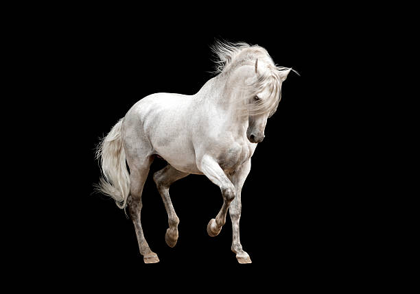 istock white andalusian horse stallion isolated on black background 483295990