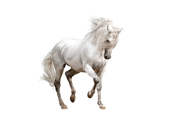 White Arabian horse rearing up. Isolated on white background.