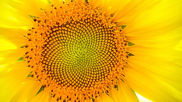 istock Big blooming sunflower as background 483296358