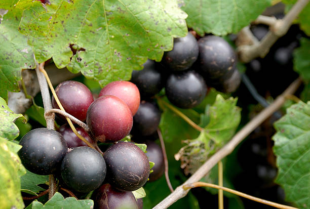 istock Plump red muskadines hanging on the vine 483296976