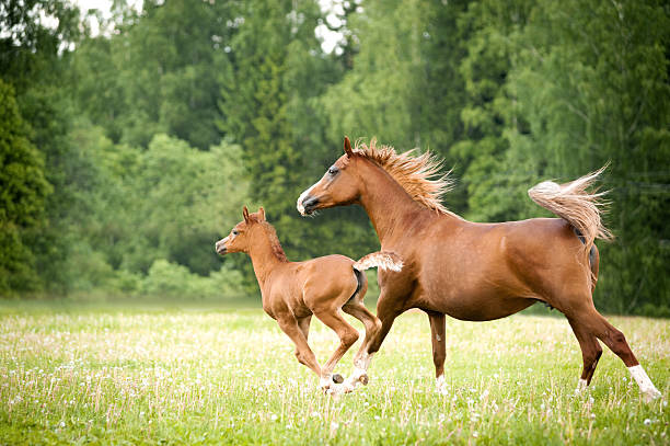 arabian foal with mare arabian foal with mare runs free in the field foal young animal stock pictures, royalty-free photos & images