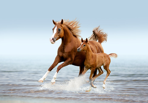The arab mare with foal running trough the splashes of water