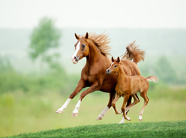 Running horse in meadow. Summer day Running chestnut horse in meadow. Summer day arabia photos stock pictures, royalty-free photos & images