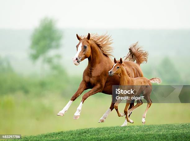 Running Horse In Meadow Summer Day Stock Photo - Download Image Now - Horse, Foal - Young Animal, Running