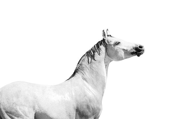istock White arab horse with dark mane in high key 483297800