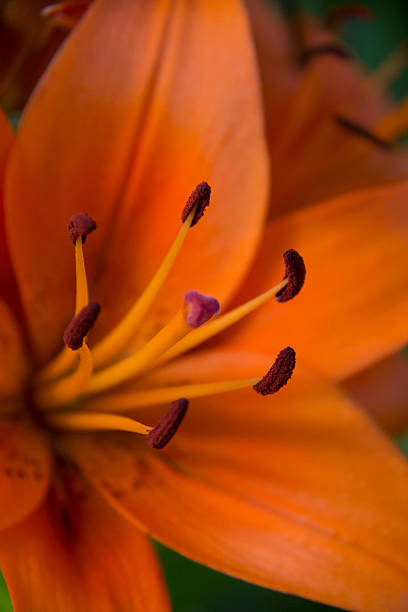 istock Vibrant Orange Tigerlily 483297808