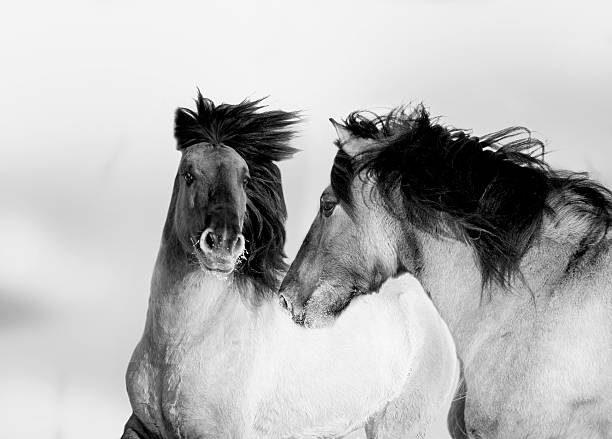 two wild horses monochrome portrait two wild horses monochrome portrait konik stock pictures, royalty-free photos & images