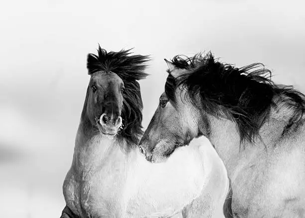 two wild horses monochrome portrait