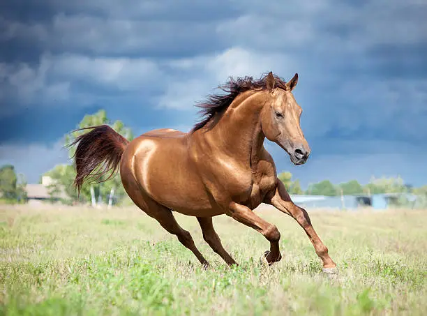 Photo of golden chestnut don horse runs free in the field