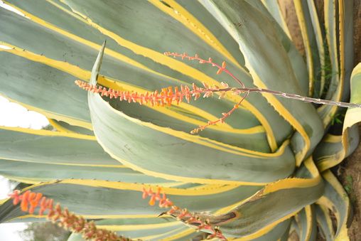 Agave Cactus and Blossoms