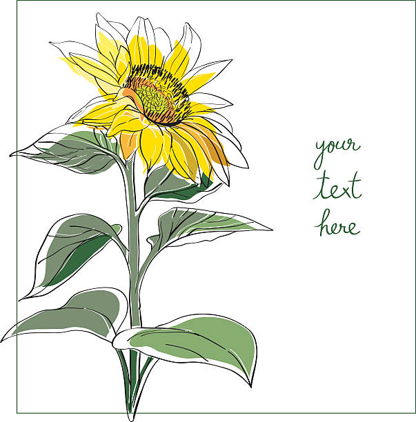 Sunflower minimal card Sunflower card illustration, one element composition with simple frame over white sunflower stock illustrations