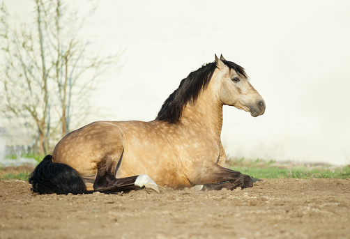 buckskin lusitano stallion lying on a sand in paddock with white stable wall behind