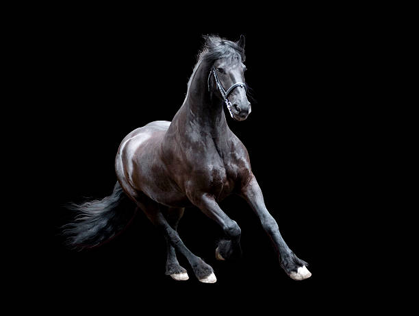 istock firesian horse running isolated on black background 483301084