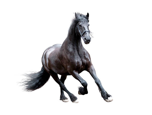 istock firesian horse running isolated on white 483301336