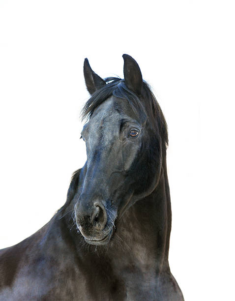 istock beautiful black hannover horse isolated on white 483301354