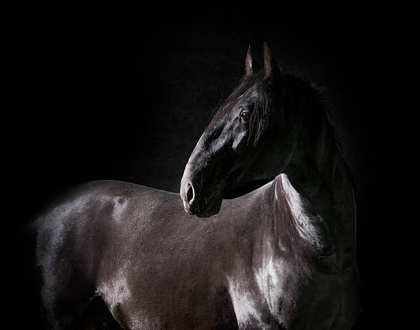 istock Black kladruber horse portrait isolated on black 483301390
