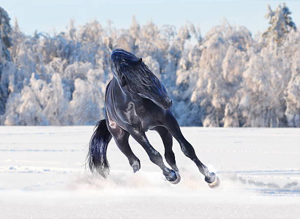 istock Black  kladruber horse running in winter 483301394