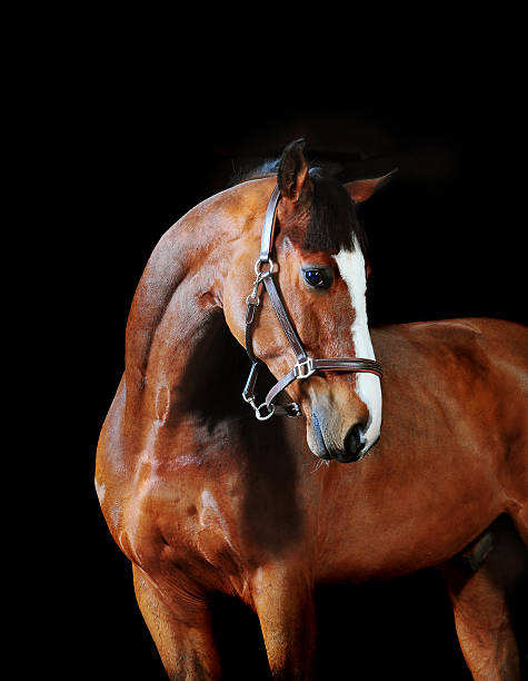 istock bay horse stallion portrait on the black background 483301404