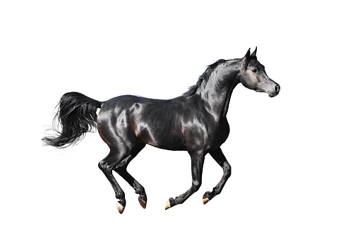 black arabian horse isolated on white