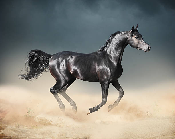 istock arab horse running in desert 483301604
