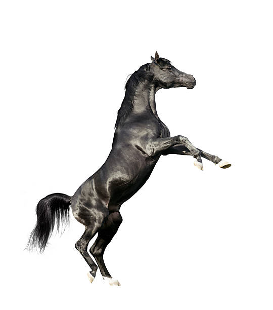 istock black arabian horse rearing isolated on white background 483301916