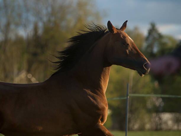 arab horse in sunset