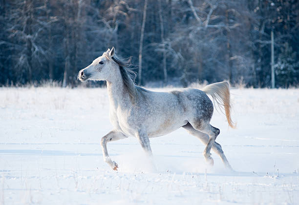 istock horse in winter field 483301986