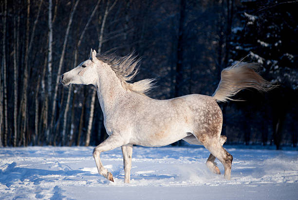 istock grey arab horse runs free in winter 483302006
