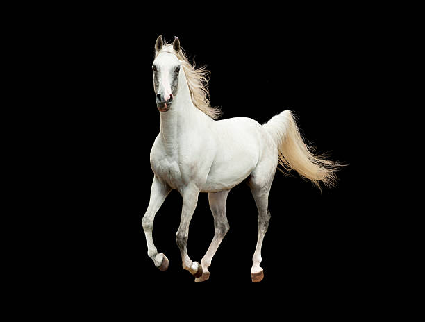 istock white arabian horse galloping isolated on black background 483302246