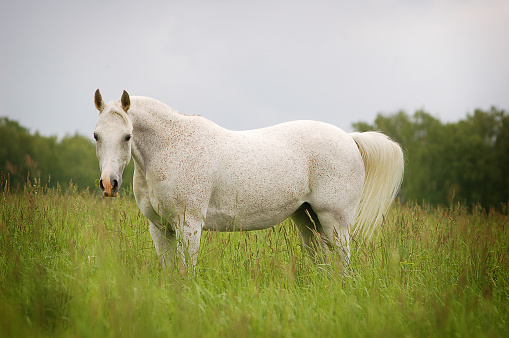 free beautiful arabian mare