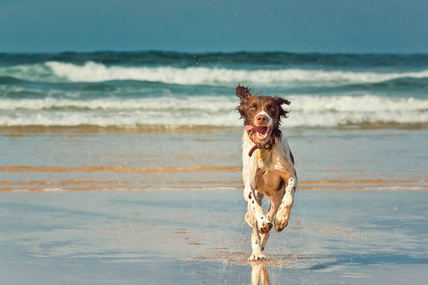 Dog running on beach stock photo