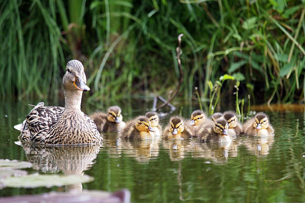 istock Mother duck with her ducklings 483302866