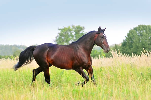 istock red bay american trotter in action 483303022