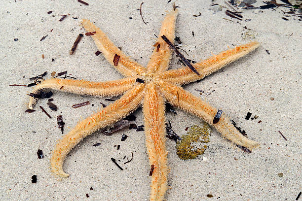 istock Yellow starfish, Dunsborough, Western Australia 483304102