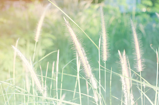 istock Abstract Background Grass Flower with Soft and Color Filter 483304312