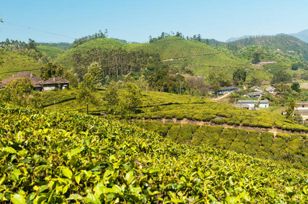 istock View of tea plantation valley in Munnar 483307296