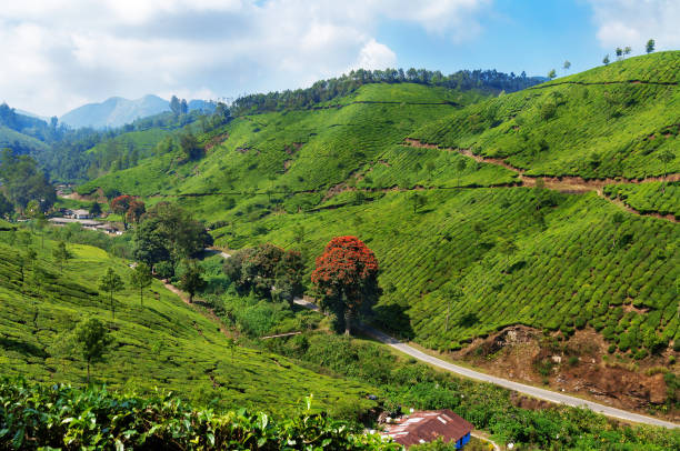 istock View of tea plantation valley in Munnar 483307306