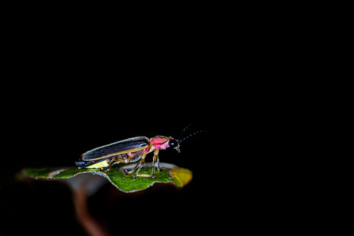 Firefly close up in black background