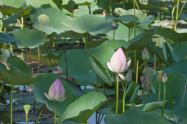 istock Lotus in the pond 483307956