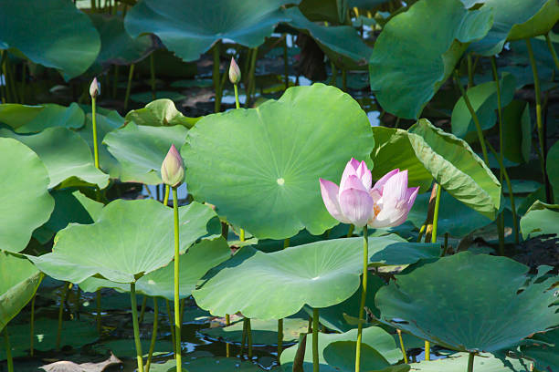 istock Lotus in the pond 483307958