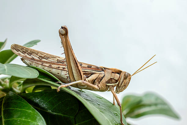 gafanhoto de pragas - locust epidemic grasshopper pest imagens e fotografias de stock